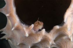 Blenny hiding in sponge off Klein Bonaire; third shot in ... by Janet Czapski 